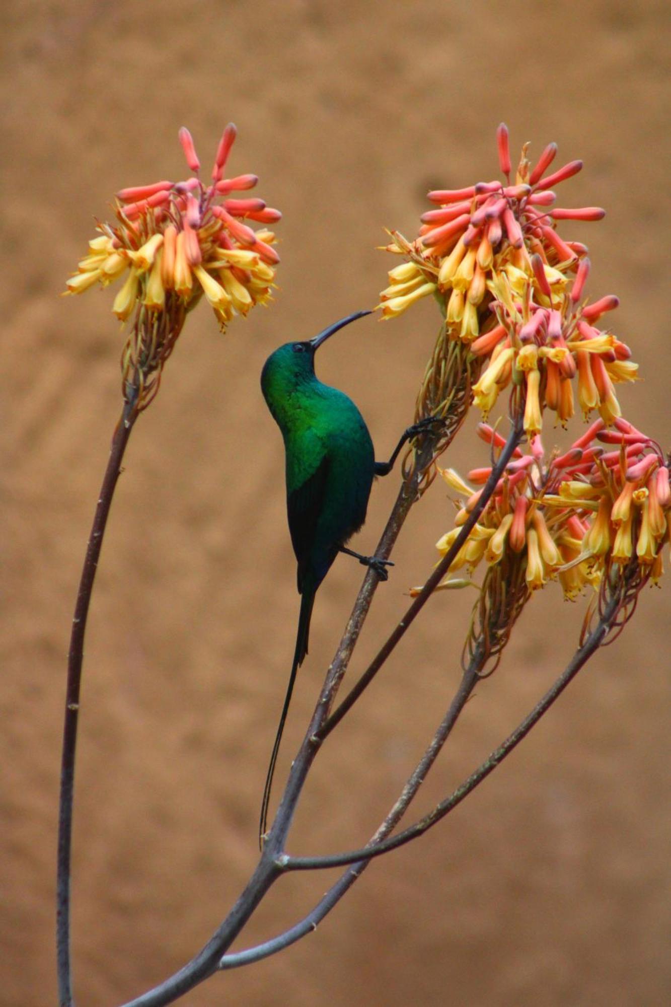 Bosch Luys Kloof Nature Reserve Ледисмит Экстерьер фото