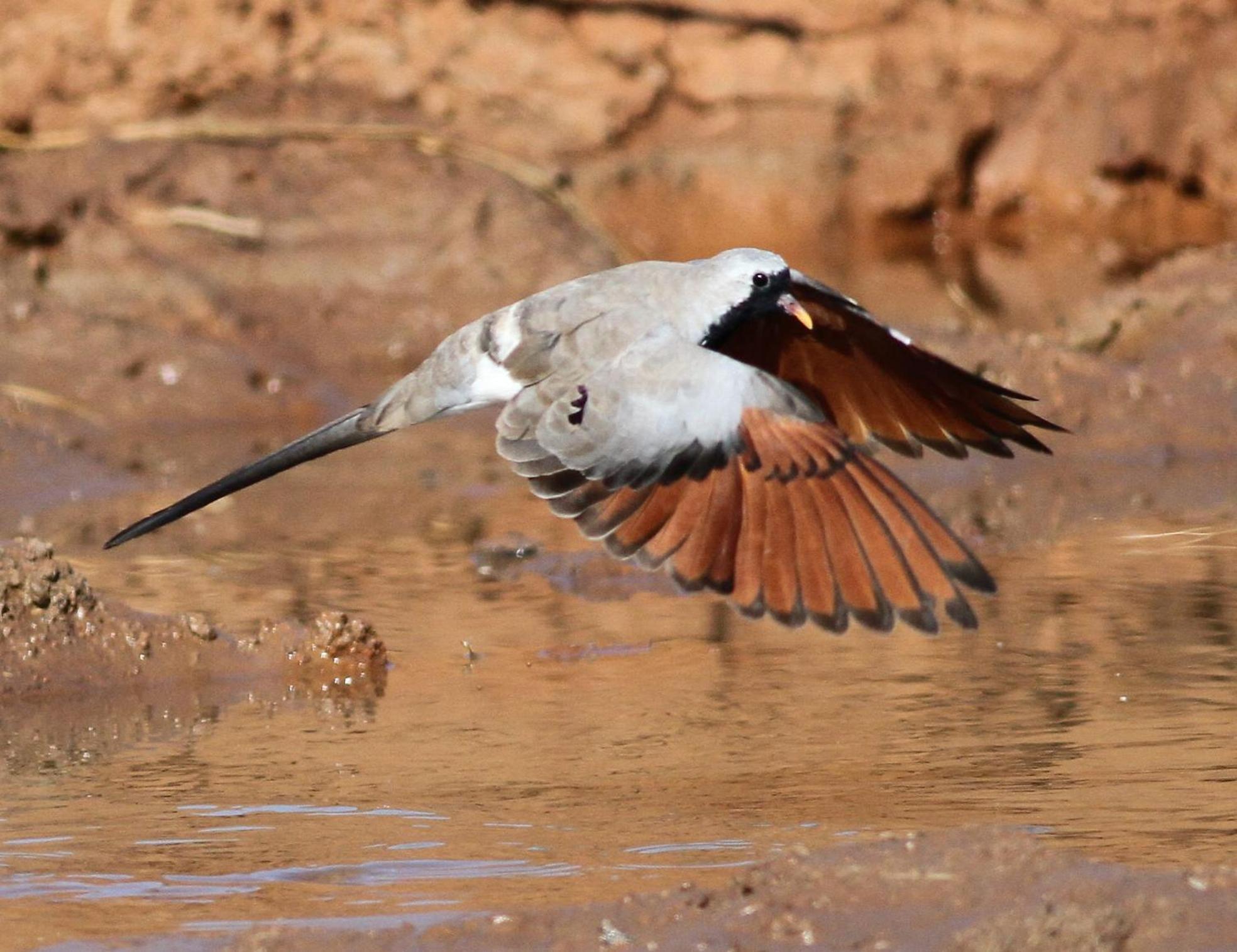 Bosch Luys Kloof Nature Reserve Ледисмит Экстерьер фото