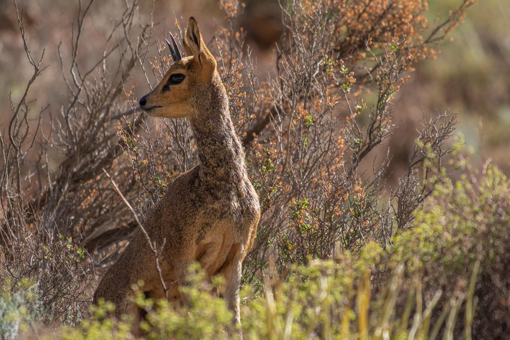 Bosch Luys Kloof Nature Reserve Ледисмит Экстерьер фото