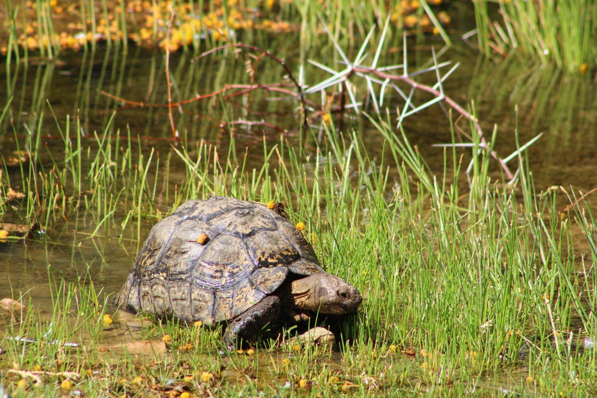 Bosch Luys Kloof Nature Reserve Ледисмит Экстерьер фото