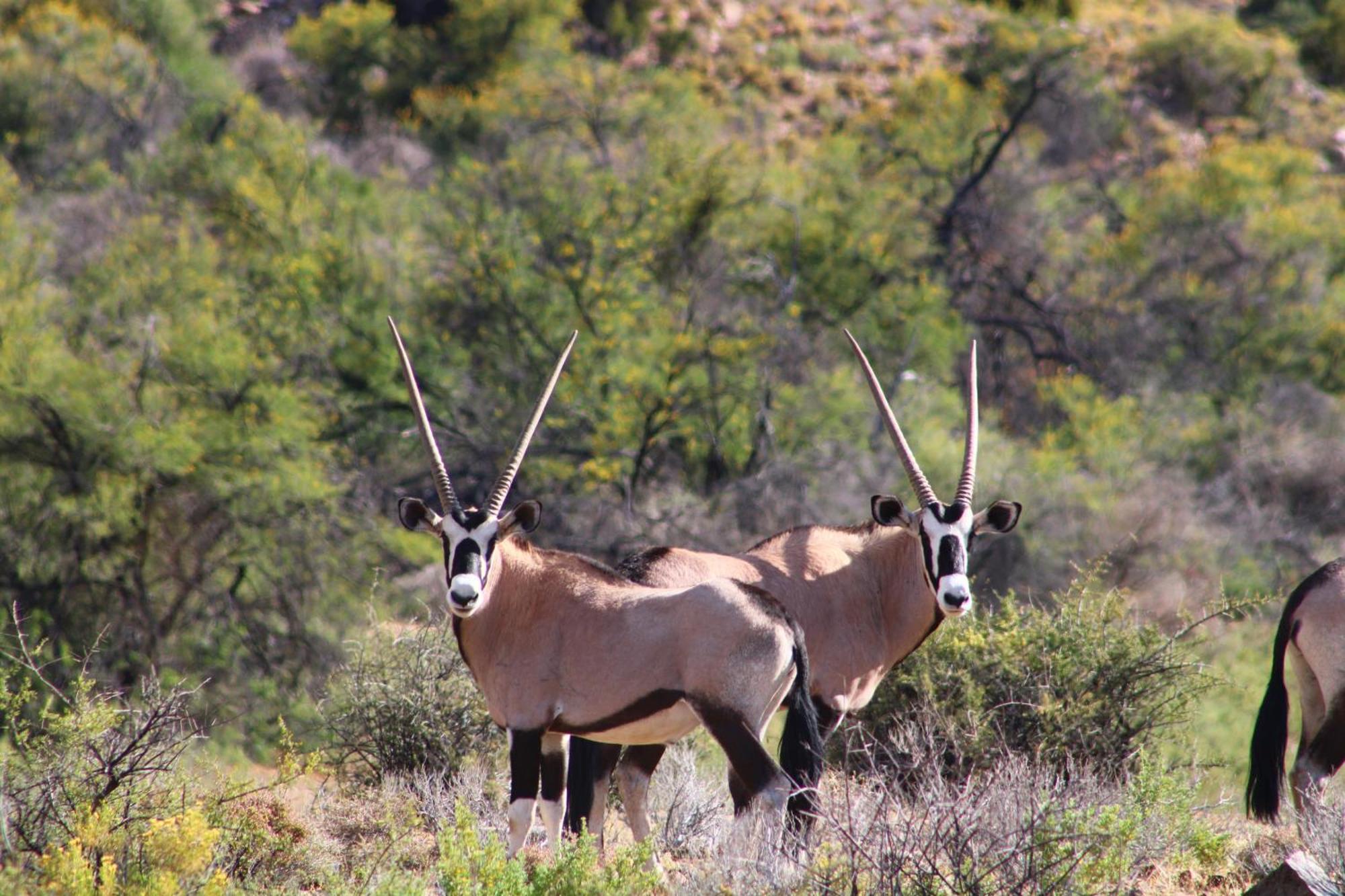 Bosch Luys Kloof Nature Reserve Ледисмит Экстерьер фото