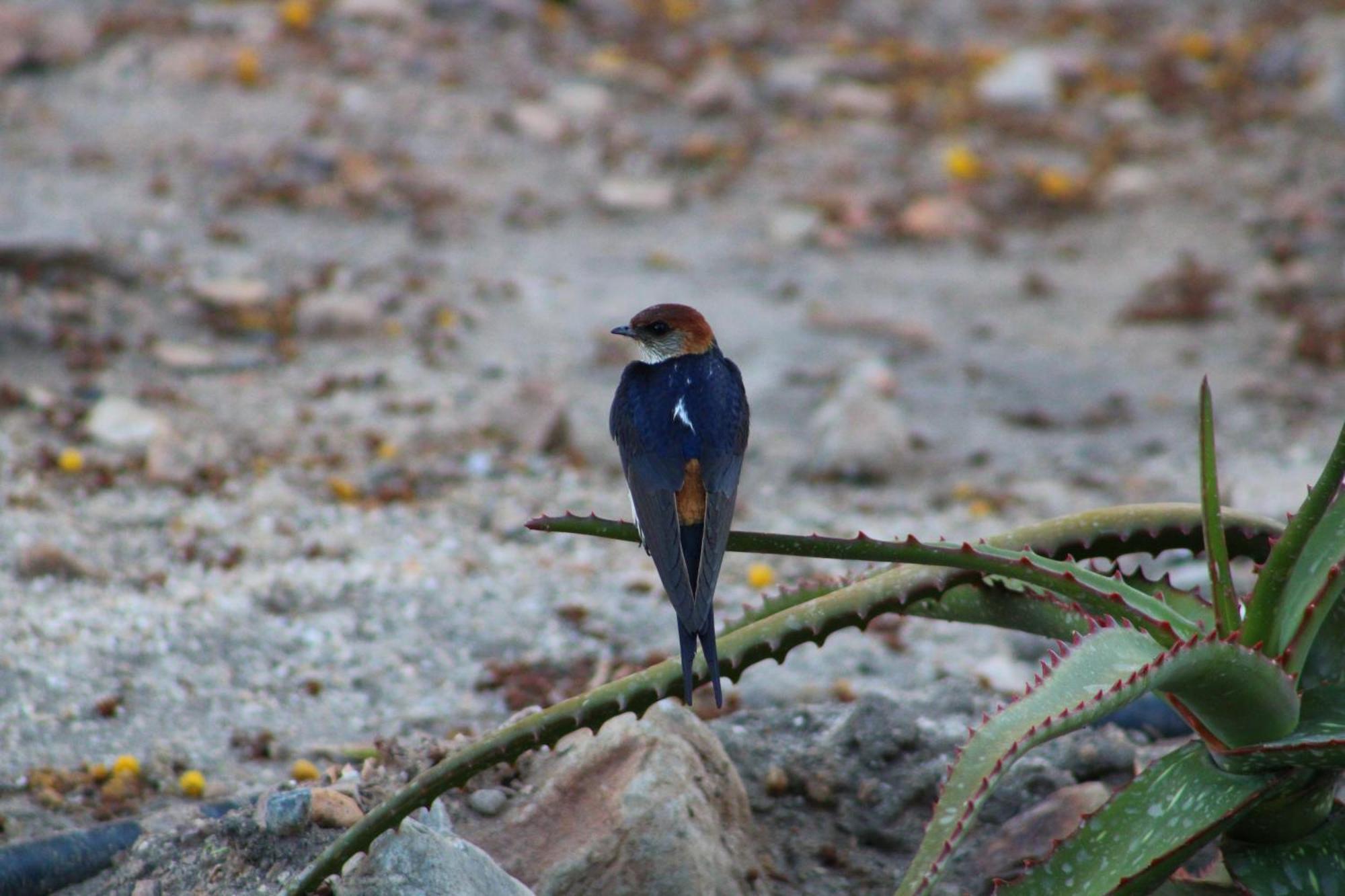 Bosch Luys Kloof Nature Reserve Ледисмит Экстерьер фото